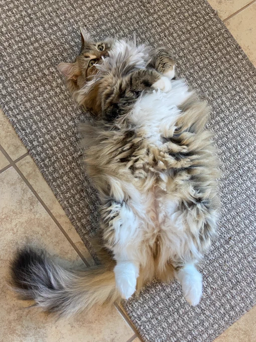 Mooch lying on her back with her front paws curled over her chest, her back paws curled like a bird hanging onto a tree branch, and head tilted to the right. Her fur is fluffed out across her entire body with her ruff hiding her chin and mouth and her nose barely showing. Her tail is spread out to her right side and spread out with a black tip. 

Mooch grey longhaired tabby kitty girl with green eyes.