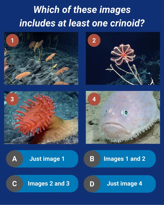 A trivia question as described in the post text. Image 1 shows several stalked animals with feathery arms attached to the seafloor. Image 2 shows a many-armed creature attached to a stick-like feature extending from the seafloor. Image 3 features a soft-looking, orange animal with tentacles attached to the seafloor. Image 4 features a fish resting on the seafloor. The answer options are "A: Just image 1," "B: Images 1 and 2," "C: Images 2 and 3," and "D: Just image 4."
