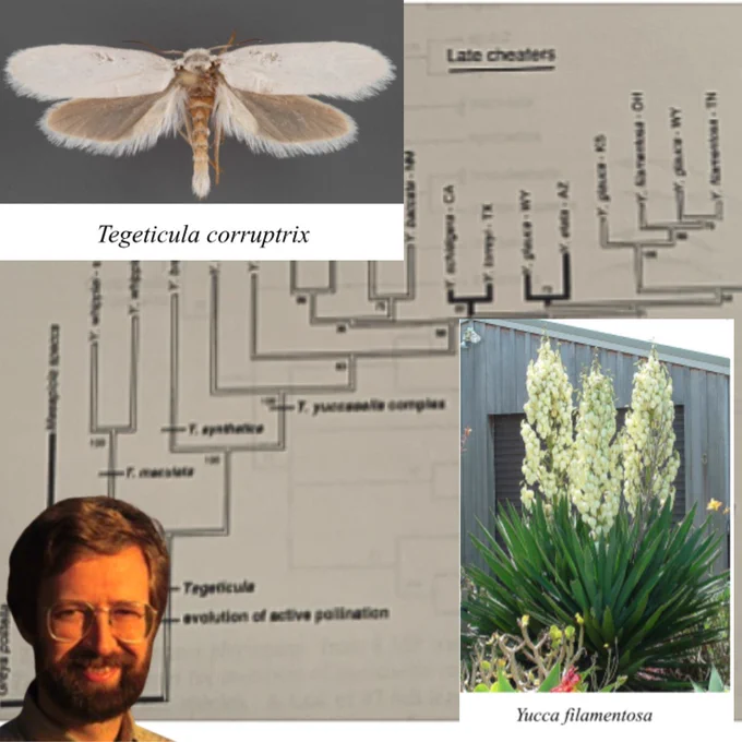 A four-panel composite image. Top left: a museum specimen photograph of a yucca moth, Tegeticula corruptrix, displayed with wings spread, labeled in italic text below. Top right: a partial phylogenetic tree diagram labeled "Late cheaters" showing evolutionary relationships among yucca moth species across multiple U.S. states. Bottom left: a larger phylogenetic tree showing the full evolutionary history of yucca moths, with a cutout portrait of Olle Pellmyr — a bearded man wearing glasses — overlaid in the lower left corner. Bottom right: a photograph of a flowering Yucca filamentosa plant in full bloom against a gray building, labeled in italic text below.