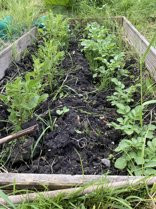 [Alt Text 2.] The photo centres a vegetable bed filled with planted onions and peppers. They are still in an early stage of development, with only long green stems and delicate leaves sticking out of the ground. The soil is well watered, and has been de-weeded. The bed is made out of pale wooden planks, and is raised roughly two feet off the ground.