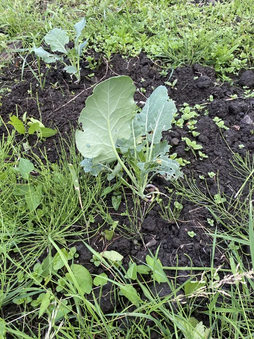 [Alt Text 3.] Centred in this photo is a healthy, green, and flowering cabbage plant. There are a few weeds and leaves surrounding the plant, all of which are contained in the same vegetable bed as the cabbage. The soil is a dark brown, and well watered.