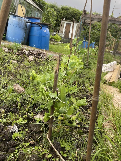 [Alt Text 4.] Inside of a large vegetable bed, there are 5 thin, vertical wooden poles in sequence starting at the front of the photograph, that end near the back of the photograph. The poles near the back are not in the lenses' focal distance so they are blurry. Attached to the poles using a mix of thin string, and thicker rope are a number of pea plants! There is a bright, fresh pea pod that has grown on one of the plant's stem. The rest of the photograph contains 3 large, blue drums that collects rain water, as well as a small opaque greenhouse.