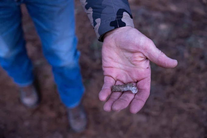 A piece of turkey scat rest in the palm of a man's hand in the forest.