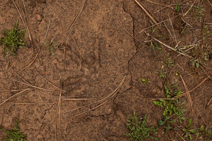 A turkey track in soil with pine needles.