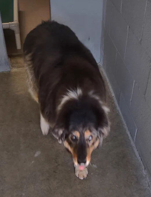 A dog indoors