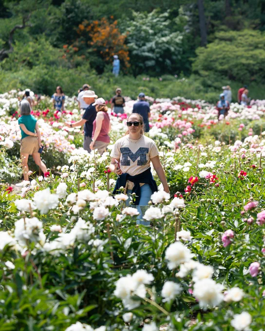 Visitors walk through numerous flowering peony bushes during peak bloom in the Nichols Arboretum.