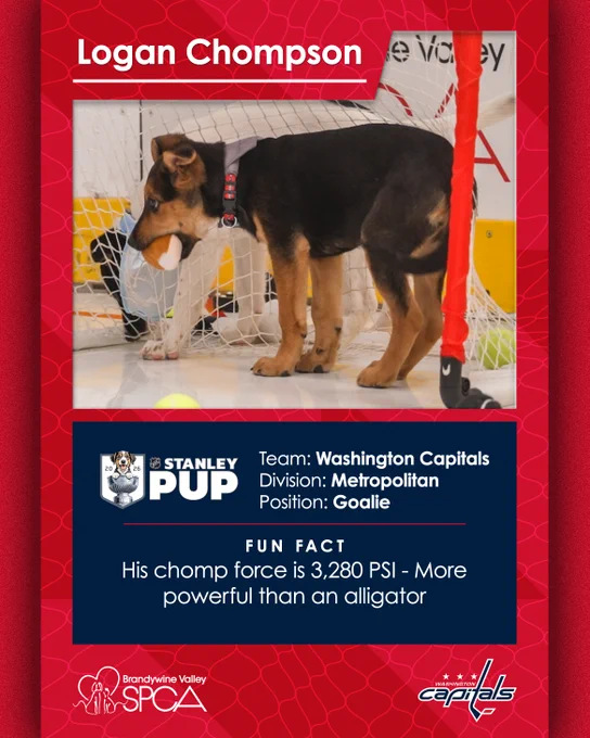 The back of Logan Chompson's trading card which reads:

Team: Washington Capitals
Division: Metropolitan
Position: Goalie
Fun Fact: His chomp force is 3,280 PSI - More powerful than an alligator
Rescue: Brandywine Valley SPCA