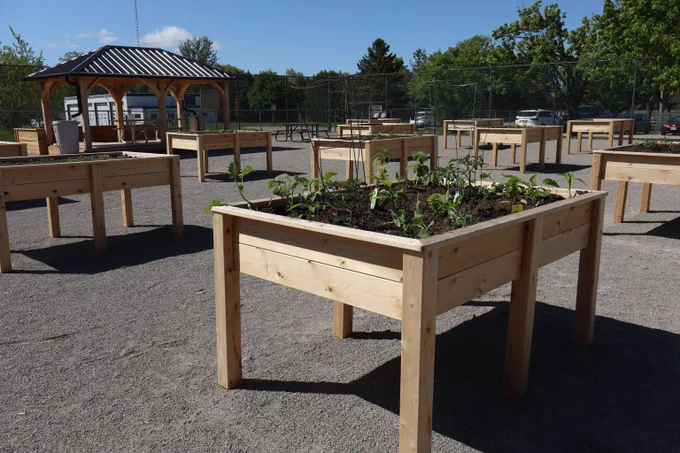 Raised wooden garden beds filled with young plants arranged outdoors on a gravel surface under a clear blue sky.