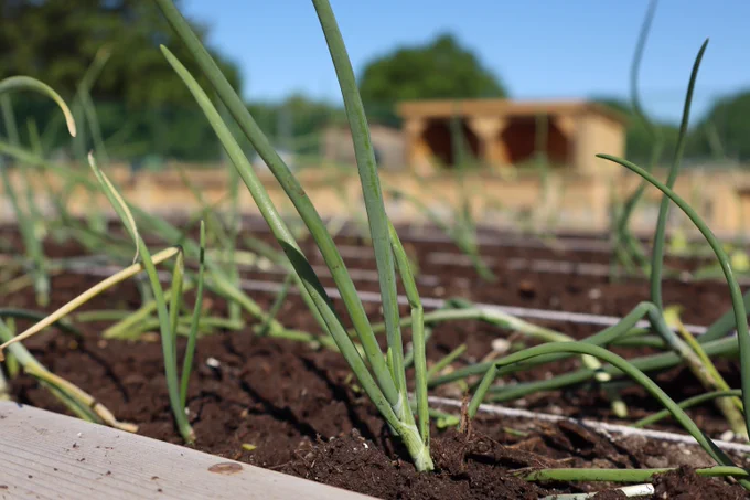 Close-up of young green onion plants growing in rich soil with a blurred garden shed in the background under a clear blue sky.