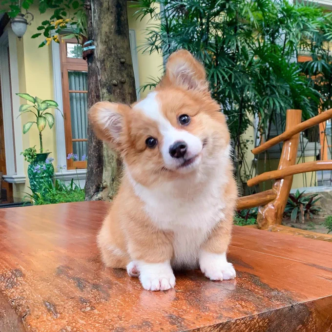 a tiny corgi puppy sits atop a wood table and tilts her head dramatically at the camera. she resembles a fluffy toasted marshmallow. her ears are a little rounded at the points, and her markings make it look like she’s wearing two perfectly matched white ankle socks. she’s surrounded by lush greenery in the background.