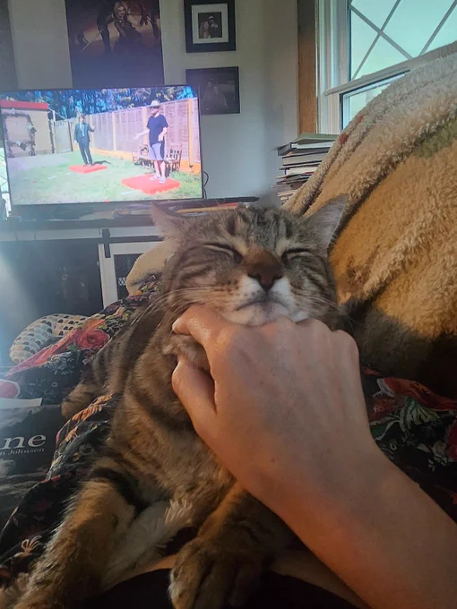 Tabby cat with chin resting on Jen Pullen's hand.