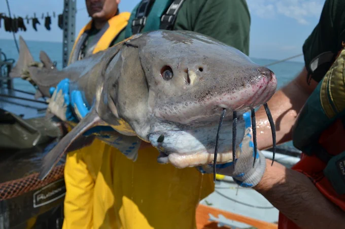 Lake Sturgeon with whiskers and vacuum-like mouth being held
during a Summer Discovery Cruise. Credit Todd Marsee, Michigan Sea Grant