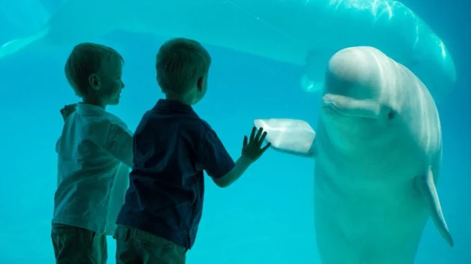 Beluga whale at Marineland in Canada