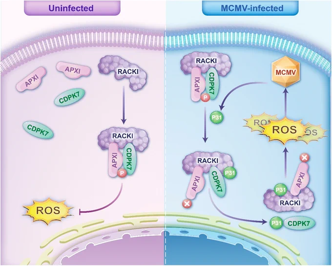 Diagram comparing uninfected and MCMV-infected maize cells, illustrating that upon viral infection, P31 obstructs formation of the ZmRACK1-ZmCDPK7-ZmAPX1 complex, inhibiting ZmCDPK7-mediated ZmAPX1 activity and promoting reactive oxygen species production to facilitate viral infection.