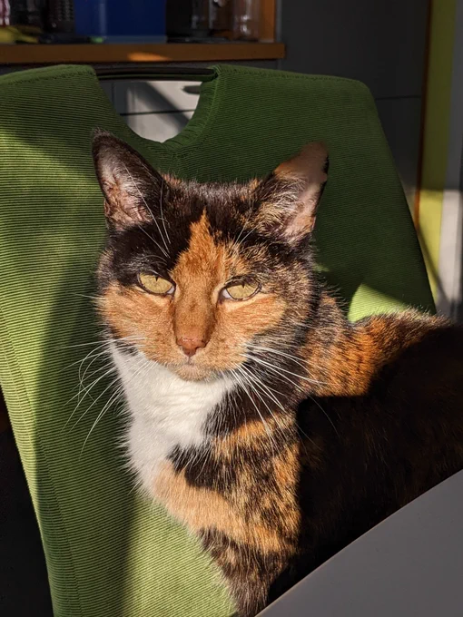Bunte Katze sitzt im Sonnenschein auf einem hellgrünen Stuhl und blinzelt mit grüngoldenen Augen in die ☀️