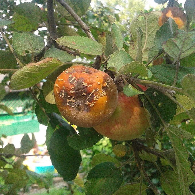 "Brown Rot on Apple" by Arthuc01 is licensed under CC BY-SA 3.0