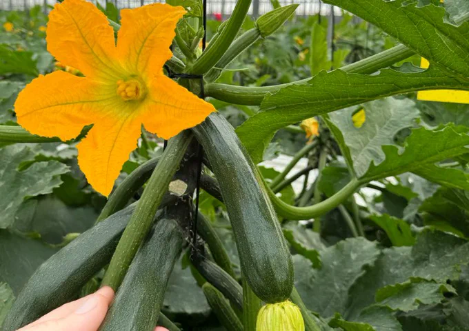 Vellsam Materias Bioactivas ha puesto a prueba las capacidades de uno de sus productos, el enraizante Radivell Vital, tras la realización de un ensayo técnico en cultivo de calabacín variedad Velázquez. El estudio se llevó a cabo desde la fase de trasplante hasta la primera recolección, aplicando el producto mediante sistema de riego por goteo con tres aplicaciones radiculares semanales.