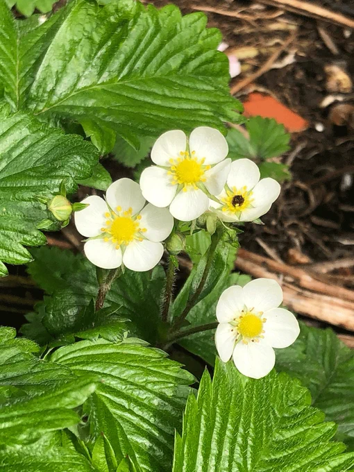 Photograph of the Fragaria moschata specimen from which samples were taken for genome sequencing. Photo: Maarten J. M. Christenhusz

