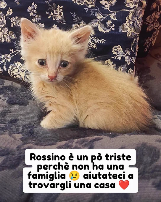 gatto gatta gatti micio micia mici gattino gattina gattini adottare adozione adotta affidamento affidare animale animali animalista animalisti felino felini volontario volontariato sfortunato bisognoso randagio randagi randagismo strada gattile rifugio
