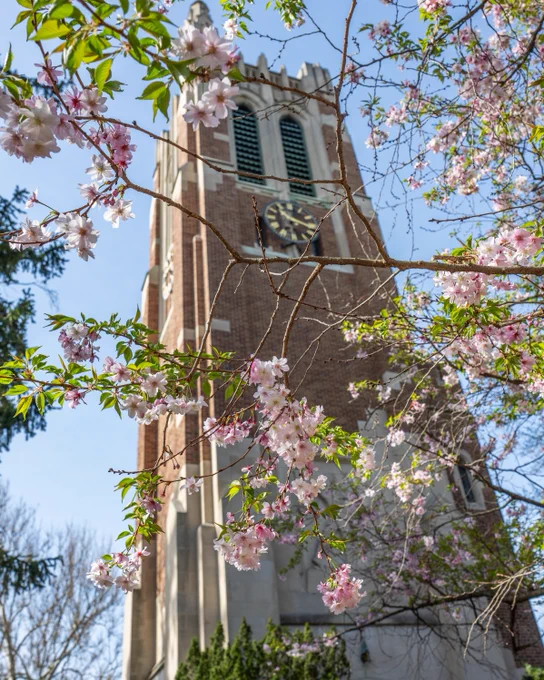 Pink cherry blossoms frame Beaumont Tower on Michigan State University\u2019s campus during spring, with the clock tower rising against a clear blue sky.