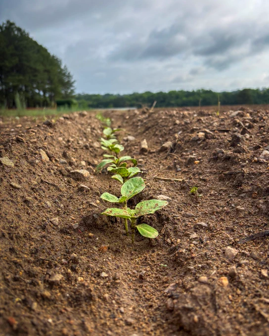 Close-up of young green seedlings sprouting in a neat row from rich brown soil under a cloudy sky.