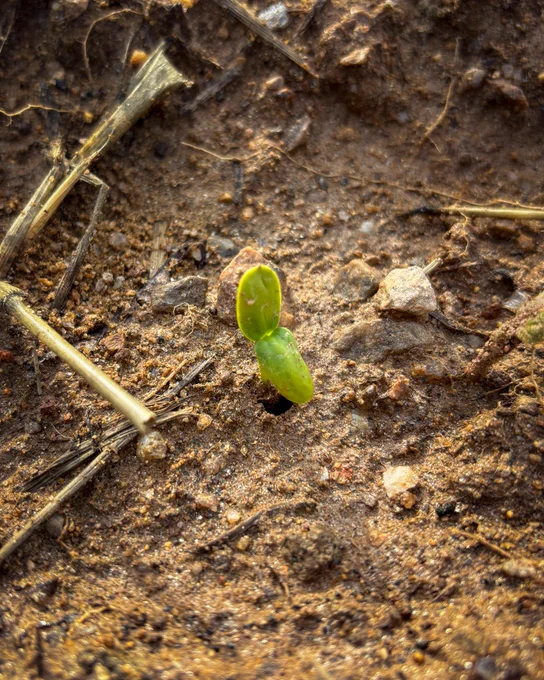 A small green seedling emerging from soil surrounded by scattered plant debris.