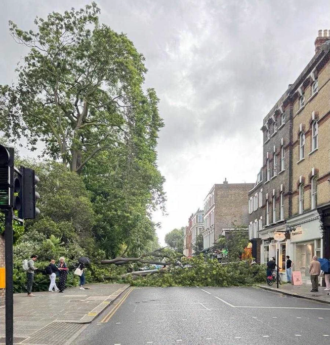 A large tree has fallen across a street, blocking traffic and the pavement.