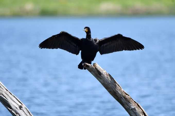Double-crested cormorant perched on a fallen tree with wings extended and water in the background.