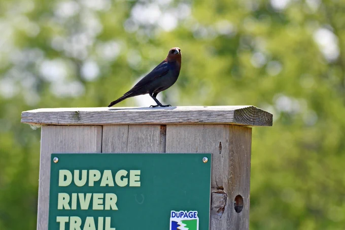 Brown-headed cowbird standing on a trail sign with trees in the background.