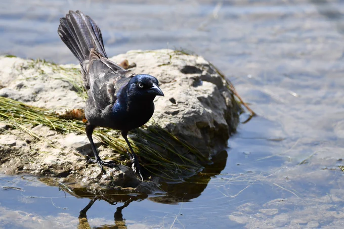 Grackle standing on a rock in the water.