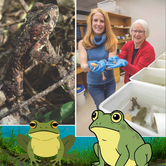 A four-panel composite image. Top left: a close-up nature photograph of a mottled brown toad camouflaged among twigs and leaf litter. Top right: two women in a laboratory setting — a younger woman with red hair wearing a blue top and blue gloves holding a small frog, and an older woman with white hair in a red cardigan smiling beside her, with white plastic containers holding frogs visible behind them. Bottom: two cartoon green frogs sit in a grassy wetland scene, both looking upward toward the laboratory photo above them, as if watching the researchers with anticipation.