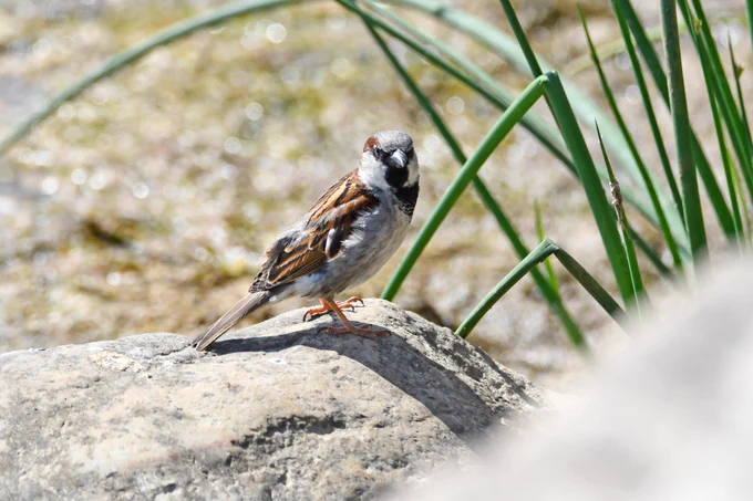 House sparrow standing on a rock with vegetation in the background.