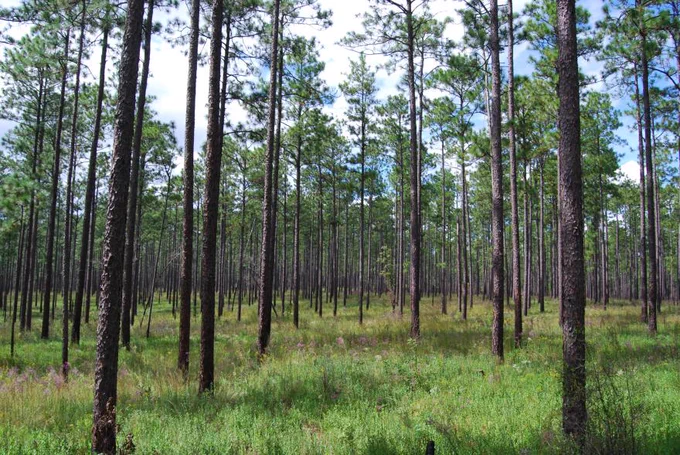 Dense, dangerously crowded stands of trees are giving way to healthy, spacious forests across Alabama. This transformation is because active forest management on Alabama’s national forests is moving faster than it has in years, and the efforts are improving forest health and supporting local jobs. (Forest Service licensed photo by Beth Maynor Young) 