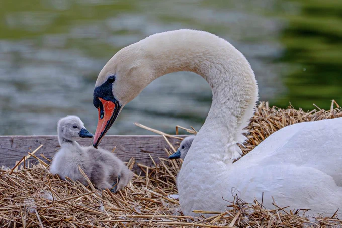 Mute swan sitting in nest with cygnets with water in the background.