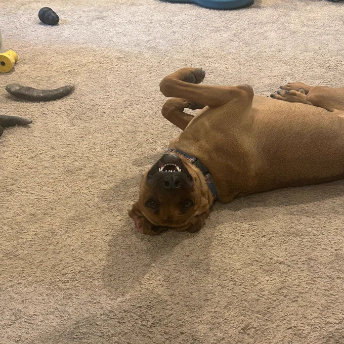 Brown dog lying on its back on a beige carpet with toys scattered around the room.
