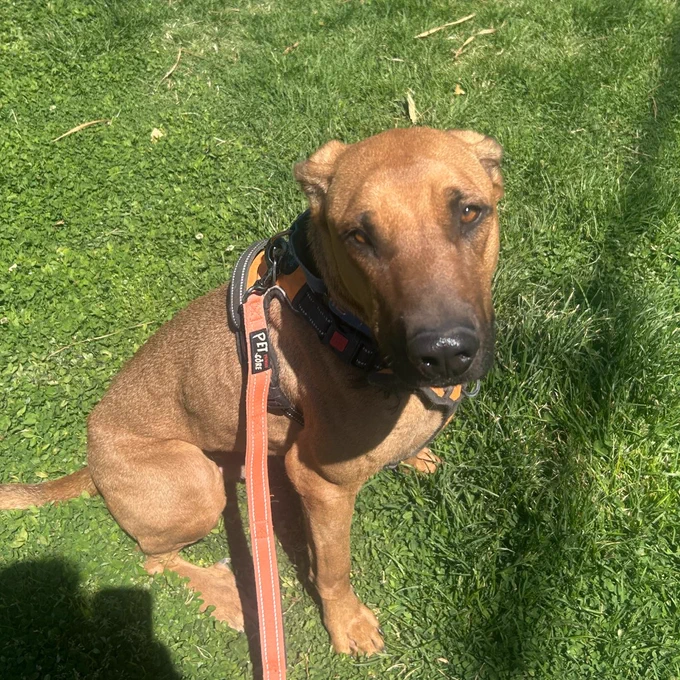 Brown dog with a black collar sitting on green grass, attached to a red leash held by a person casting a shadow nearby.