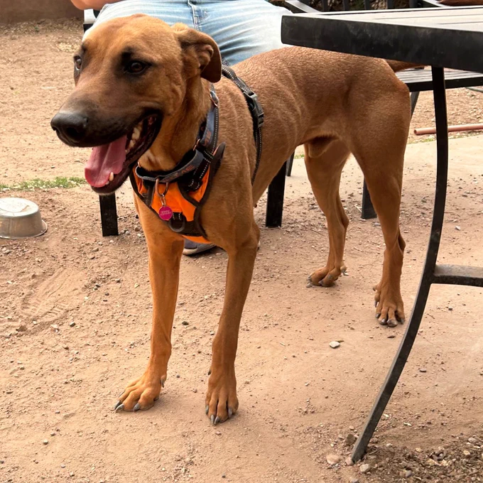 Brown dog with a black harness standing on dirt near a metal table and person wearing jeans.