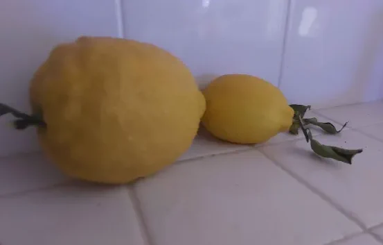 a lemon thats 3-4 times the size of the one next to it