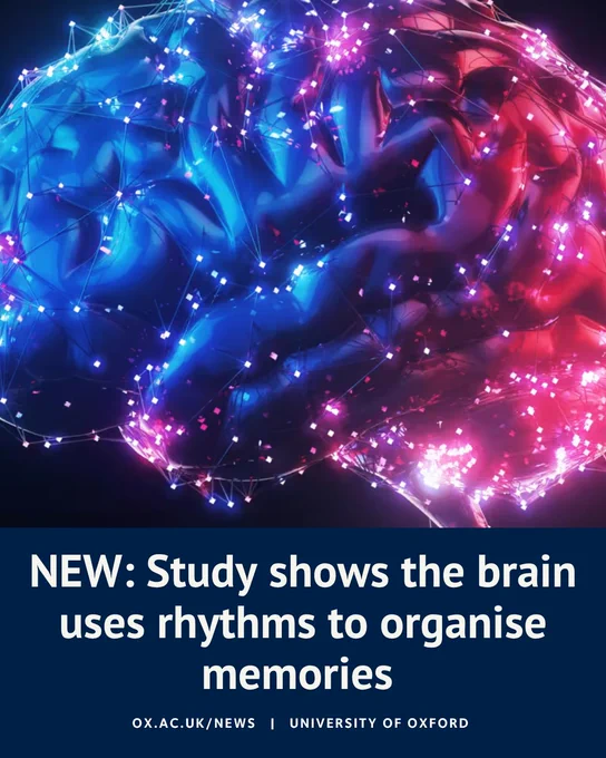 Digital illustration of a glowing brain network with a headline about research showing how the brain uses rhythms to organise memories.