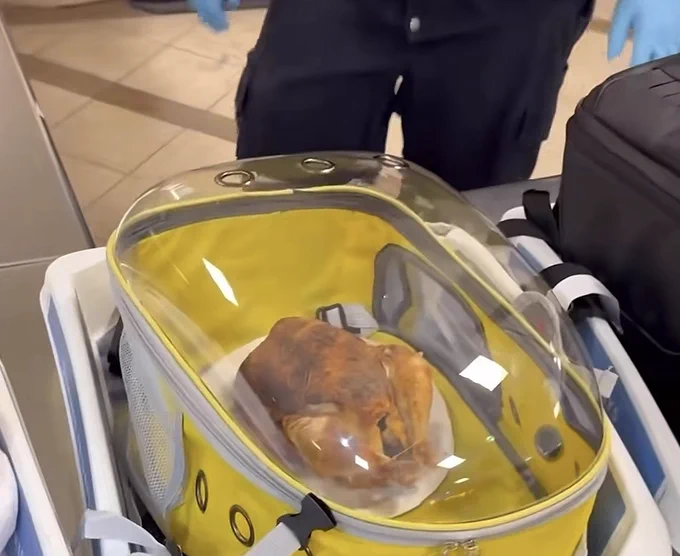 Rotisserie chicken in a pet carrier sitting in a TSA bin