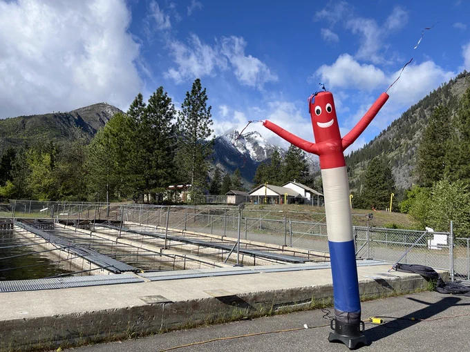 A blowup balloon figure waves back and forth in front of the retaining ponds of a national fish hatchery. Snow covered mountains are in the background.