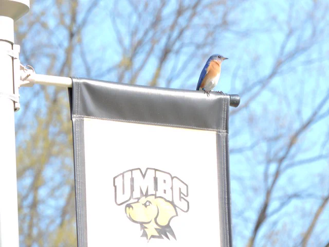 A bird is perched on a pole displaying a UMBC banner with the university's mascot logo against a background of bare tree branches and a clear blue sky.
