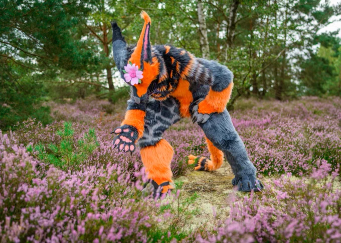 fursuiter looking down at a lavender plant, reaching out his paws. in his hair, a flower petal.