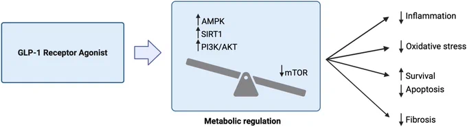 Unifying Model Describing Weight Loss-Independent Kidney Protective Mechanisms of GLP-1 Receptor Agonists Based on In Vitro Evidence Abbreviations: AMPK, AMPK, AMP-activated protein kinase; GLP-1, glucagon-like peptide-1; mTOR, mammalian target of rapamycin; PI3K, phosphoinositide 3-kinase; SIRT1, Sirtuin 1