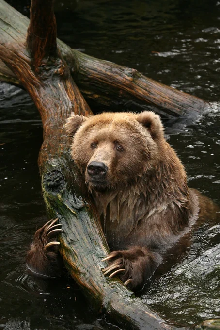 A large Grizzly bear with wet, brown fur rests its head and heavy paws on a fallen cedar log in a dark river. Its long, sharp claws are visible as it looks calmly toward the shoreline.