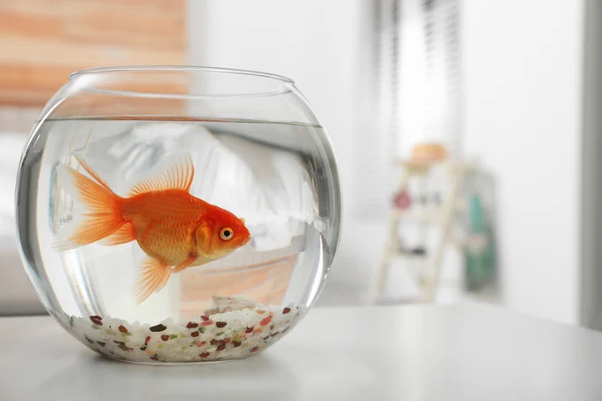 A goldfish in a fish bowl.