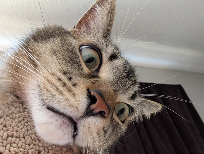 Figgy leans over the top of the cat tree. His eyes are big and he looks both shocked and confused. 