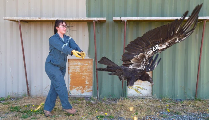 a human releasing a California condor into a release pen