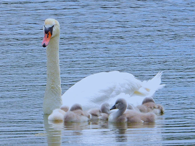 Mute swan swimming in the water with cygnets.