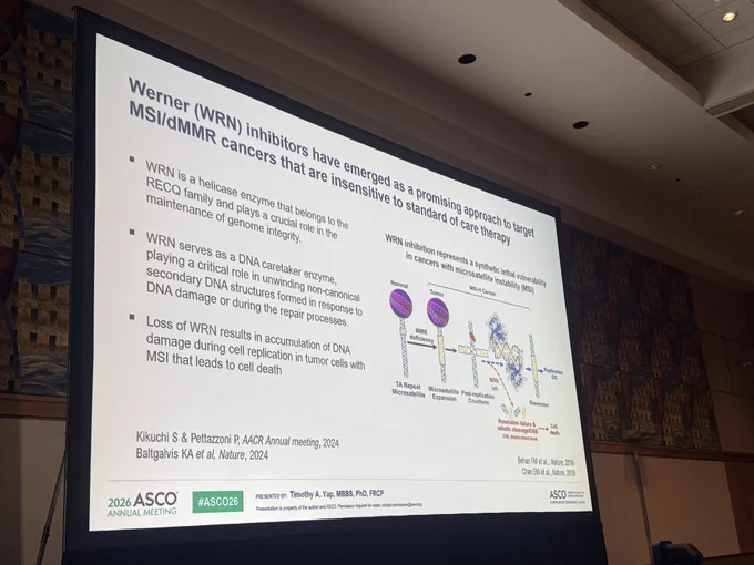 Slide explaining WRN inhibitors